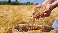 آمادگی زنجان برای خرید بیش از ۵۰۰ هزار تن گندم از کشاورزان