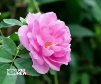 برداشت بیش از ۴ هزار تن گل محمدی در لرستان
