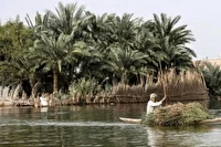 بهبود وضعیت تالاب بین‌المللی شادگان